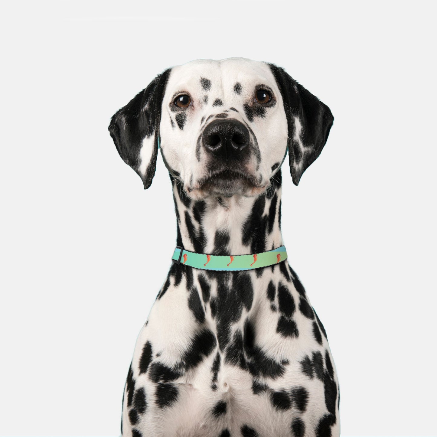 Sea Horse Ombre Pet Collar