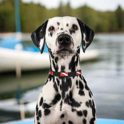 Diver Dawg Pet Collar Black