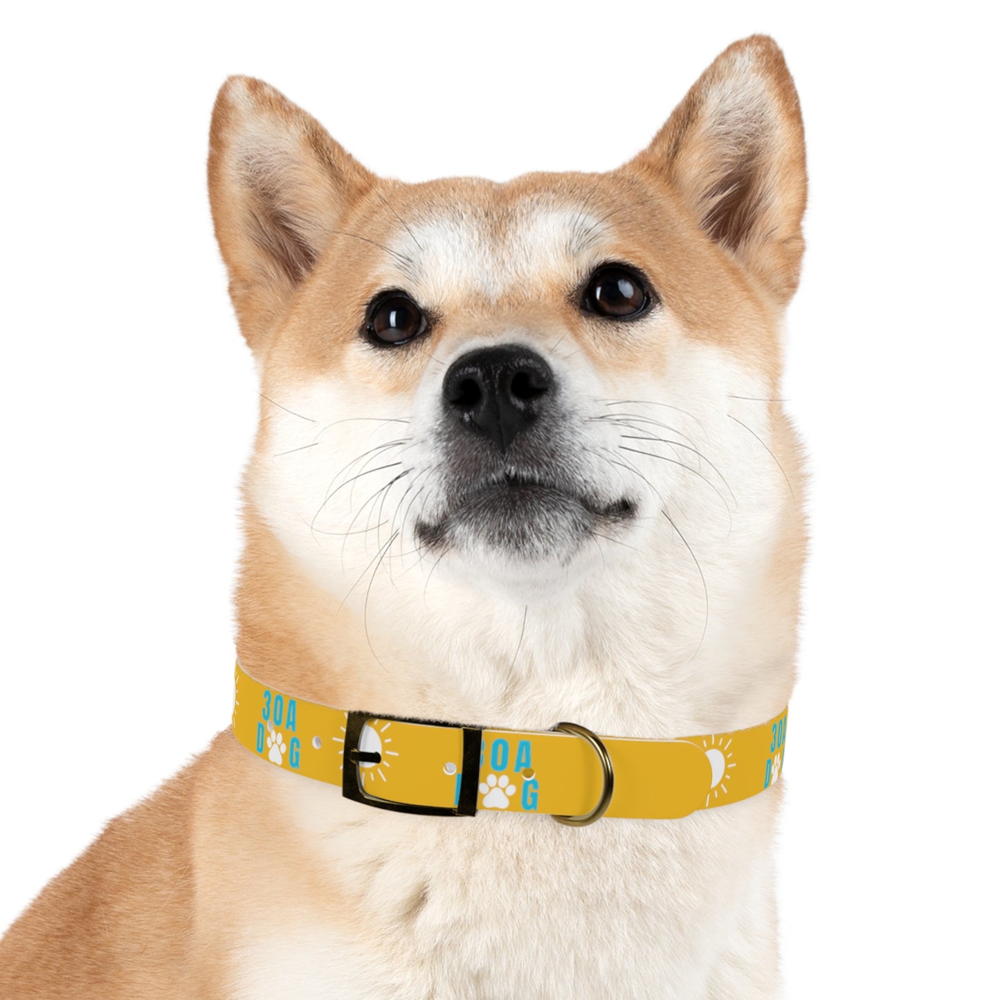 30A Dog Collar Yellow