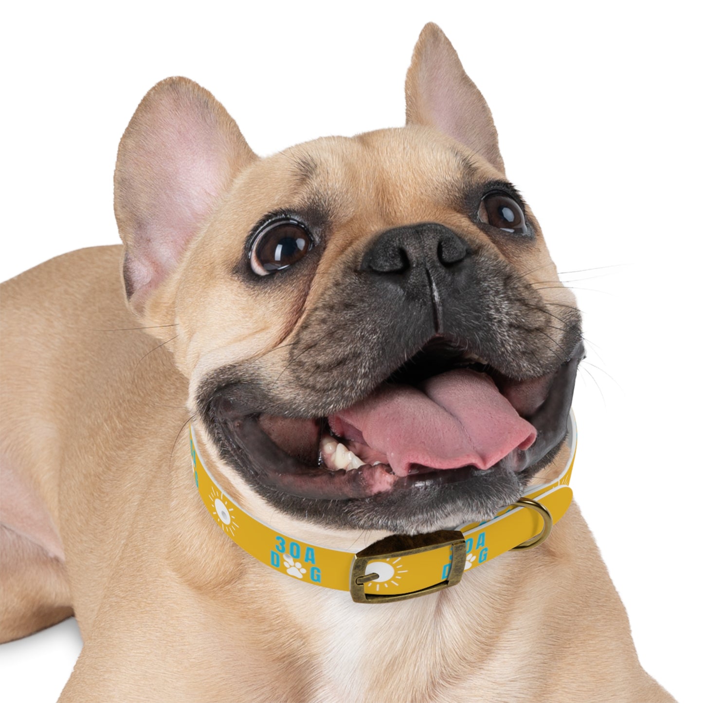 30A Dog Collar Yellow