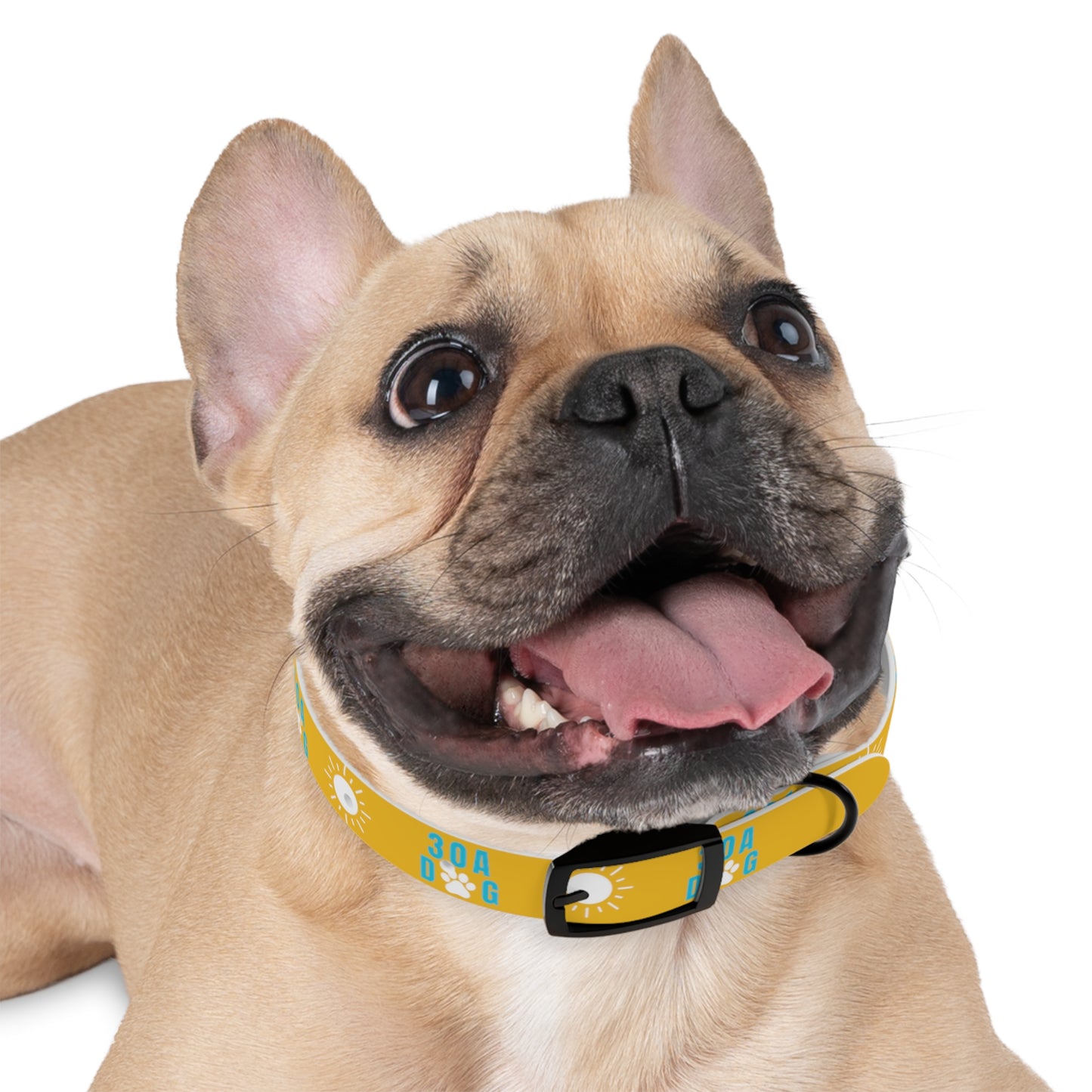 30A Dog Collar Yellow