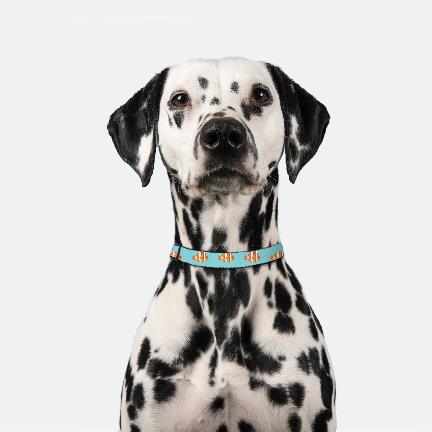 Nemo Pet Collar Turquoise