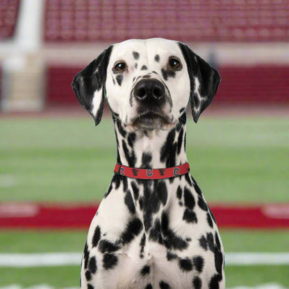 Carolina Gamecocks Pet Collar