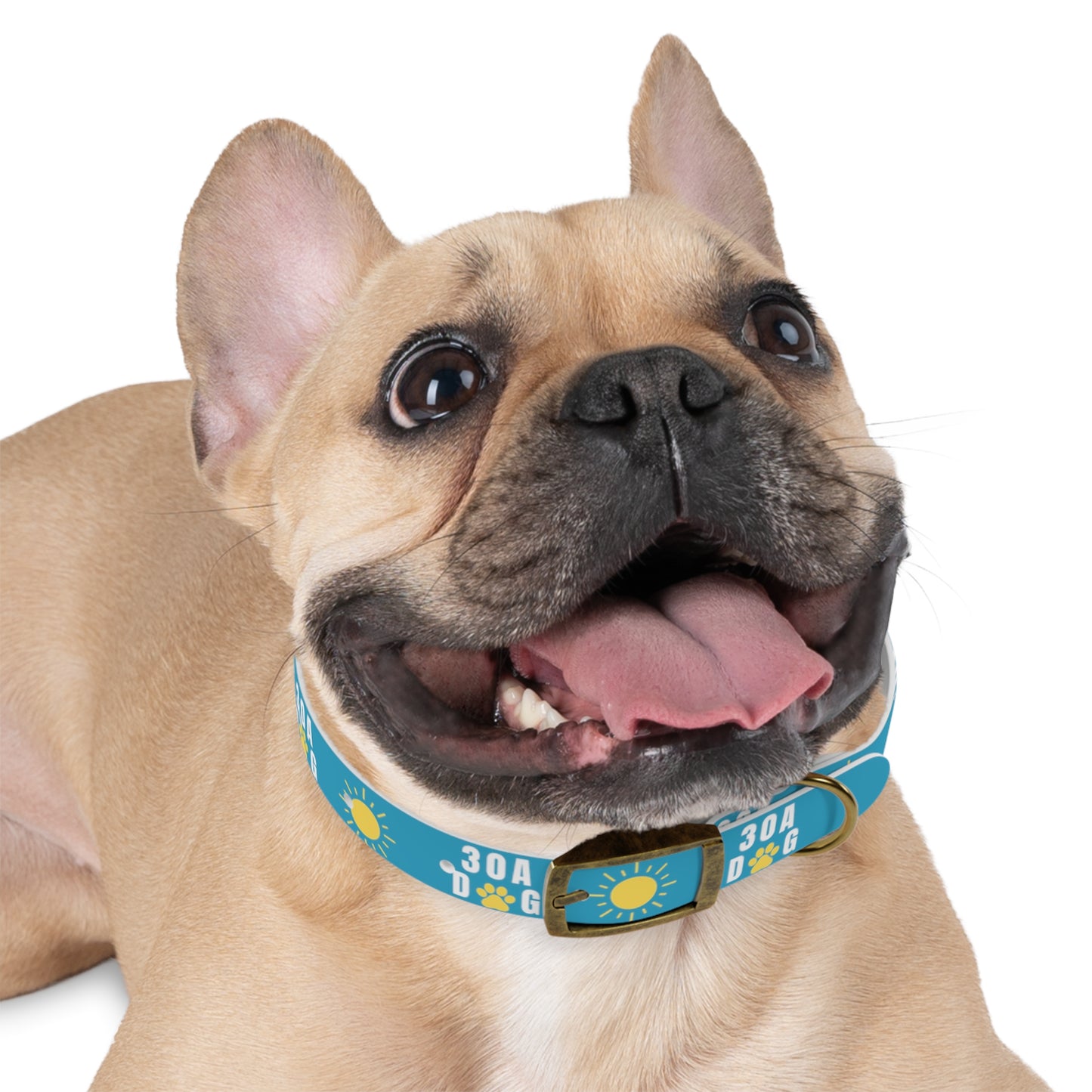 30A Dog Paw Collar Turquoise