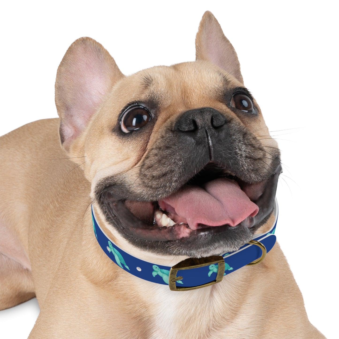 Turtles Dog Collar Ocean Blue