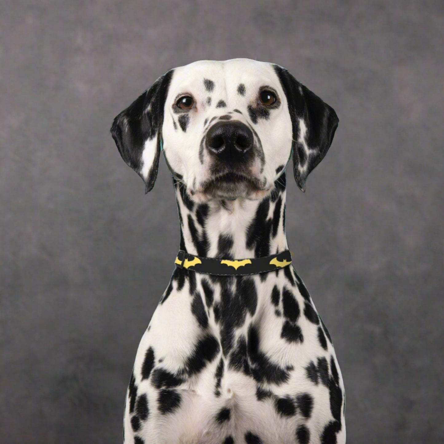 Who's your Superhero? Pet Collar