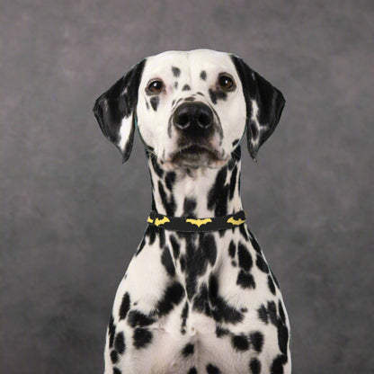 Who's your Superhero? Pet Collar