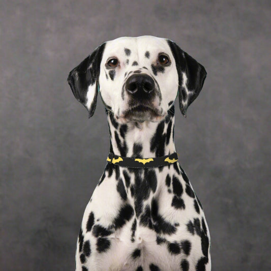 Who's your Superhero? Pet Collar