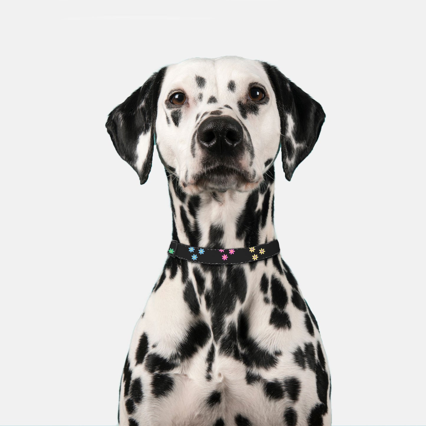 Flower Power Pet Collar Black Multi Color