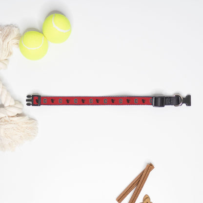 Carolina Gamecocks Pet Collar