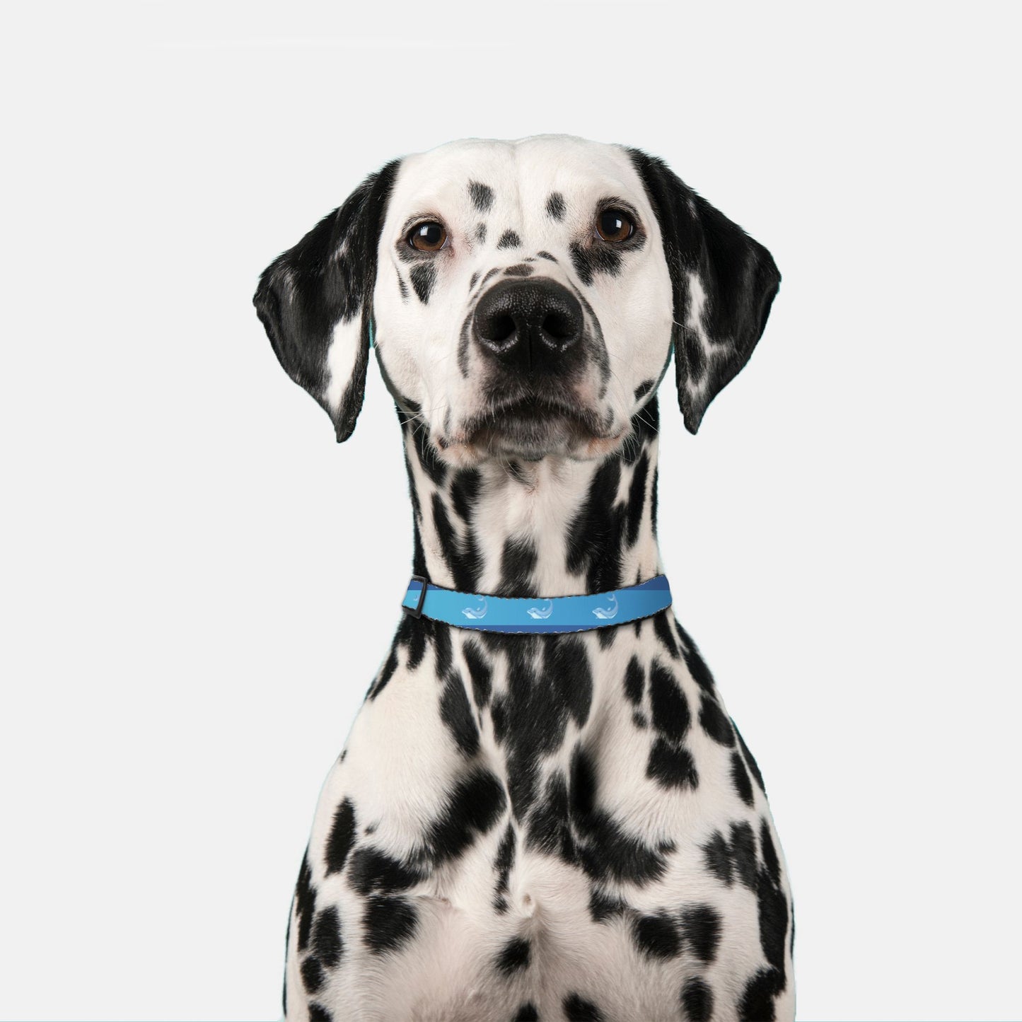 Who doesn't love dolphins? Pet Collar Blue Ombre