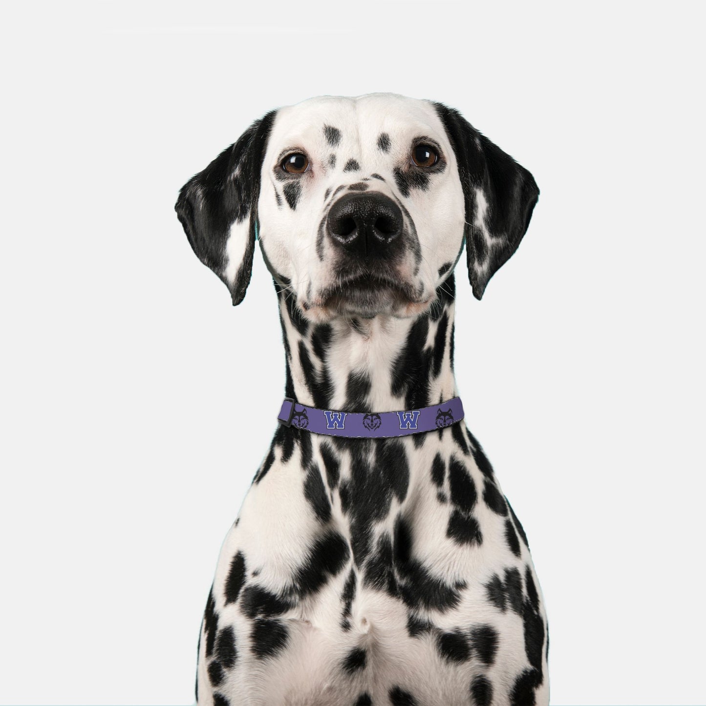 Washington Huskies Pet Collar