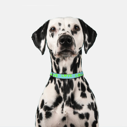 Love Pet Collar (Turquoise/Lime)