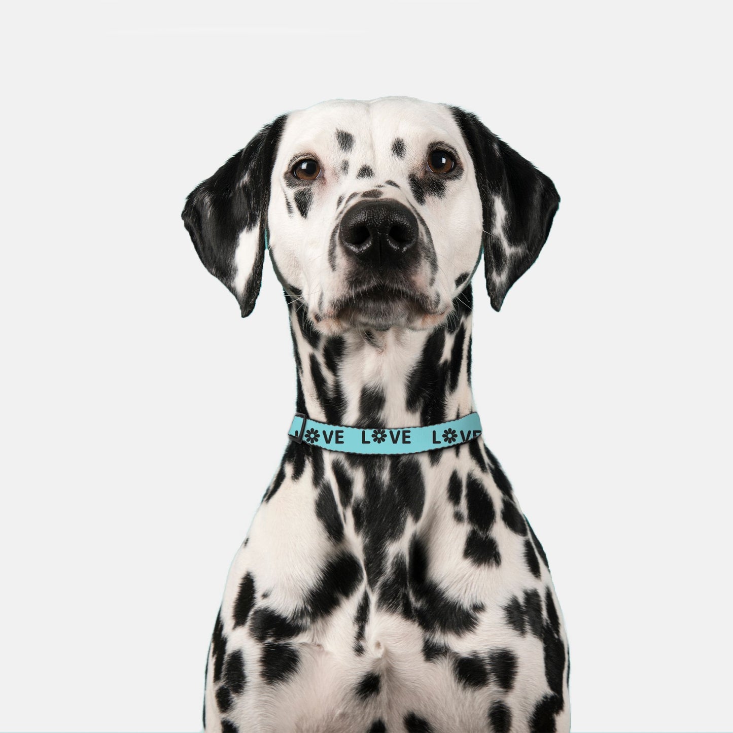 Love Pet Collar Large (Turquoise/Black)
